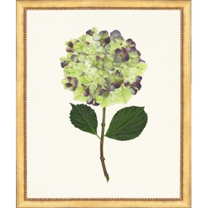 TLC- HYDRANGEA 16  20 X 24